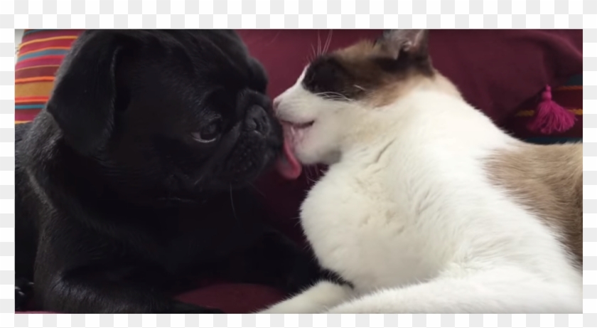 El Tierno Video Entre Un Perro Y Un Gato Que Se Besan - Tierno Fotos Del Perro Clipart #3303876