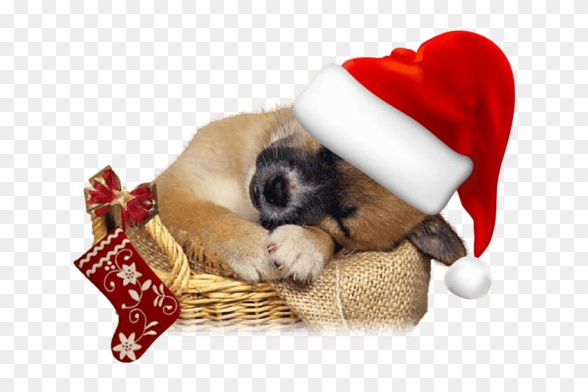 Lindas Mascotas, Gatos Y Perros Con Gorros De Papá - Free Christmas Puppy Png Clipart