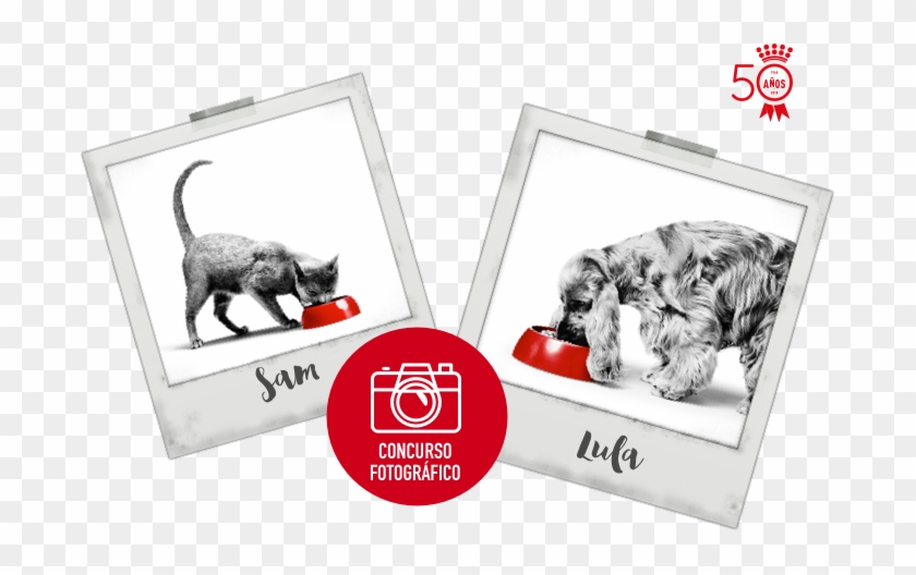 Concurso Alimentación Para Perros Y Gatos - Concursos Para Gatos 2019 Clipart