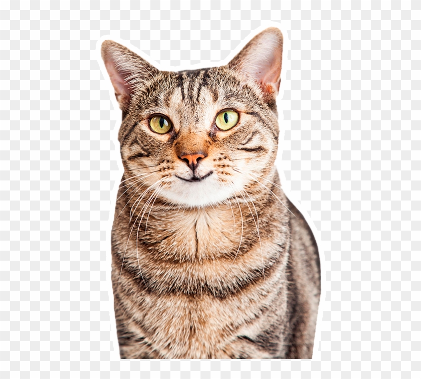 Cats And Dogs Free Clipart