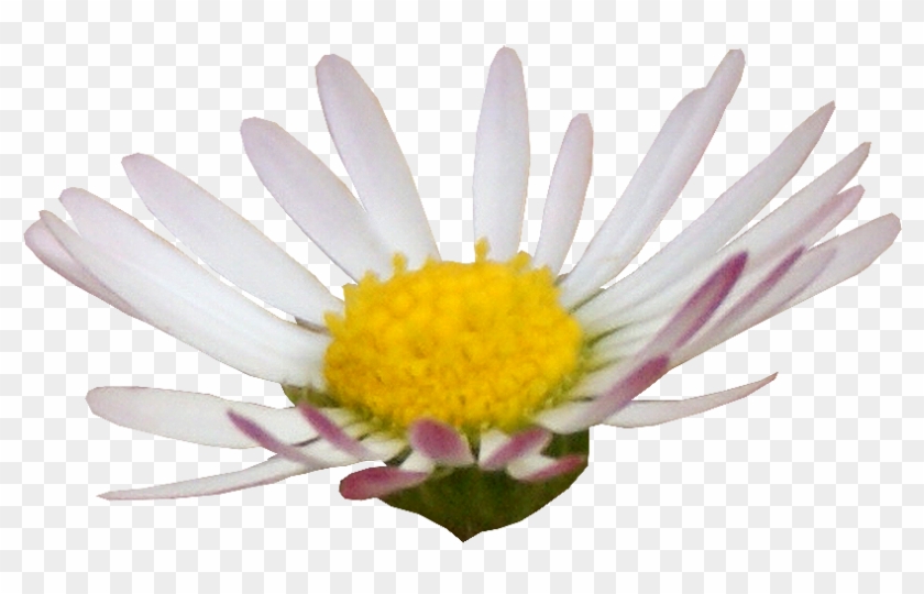 Daisy Clipart #3305212