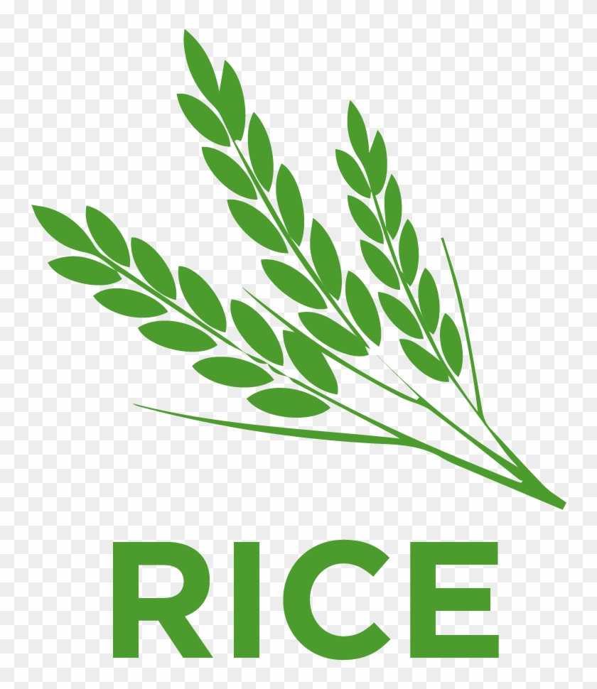 Rice Belongs To The Poaceae Family - Rice Plant Png Icon Clipart #3306231