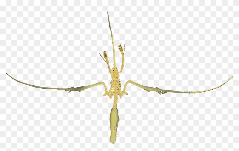 Dorygnathus Flying Clean - Earwigs Clipart #3306459