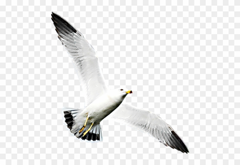 Png Image With Transparent Background - Gaviota Al Vuelo Png Clipart #3306680