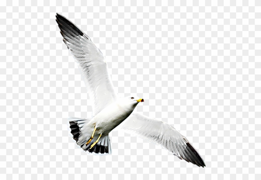 Png Image With Transparent Background - Gaviota Al Vuelo Png Clipart