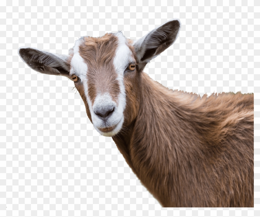 Previous - Next - Goat Horns Clipart