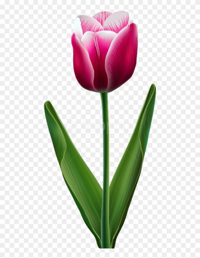Free Png Download Beautiful Tulip Transparent Png Images - Cliparts Of Tulip Flowers #3309236