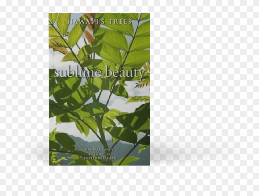 Maidenhair Tree Clipart