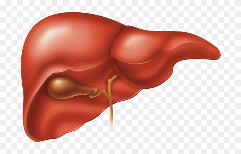 Higado Png - Liver Does Clipart #3311783