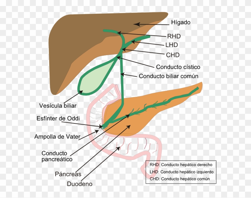 Que Es El Higado - Biliary System Clipart #3311839