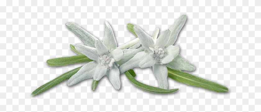 Edelweiss Png - Edelweiss Clipart