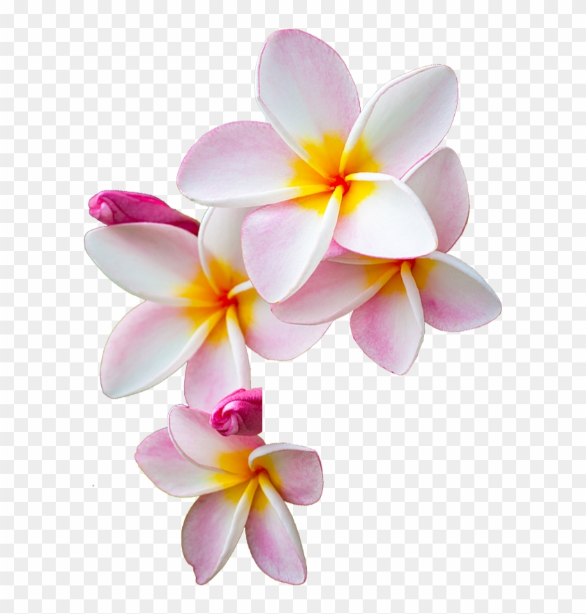 Sign Up For Our Newsletter - Frangipani Flower Transparent Png Clipart #3313970