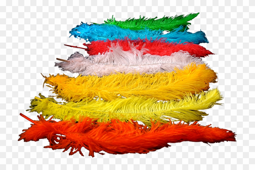 Colored Ostrich Feathers For Wedding Decoration , And - Colorado Spruce Clipart #3313993