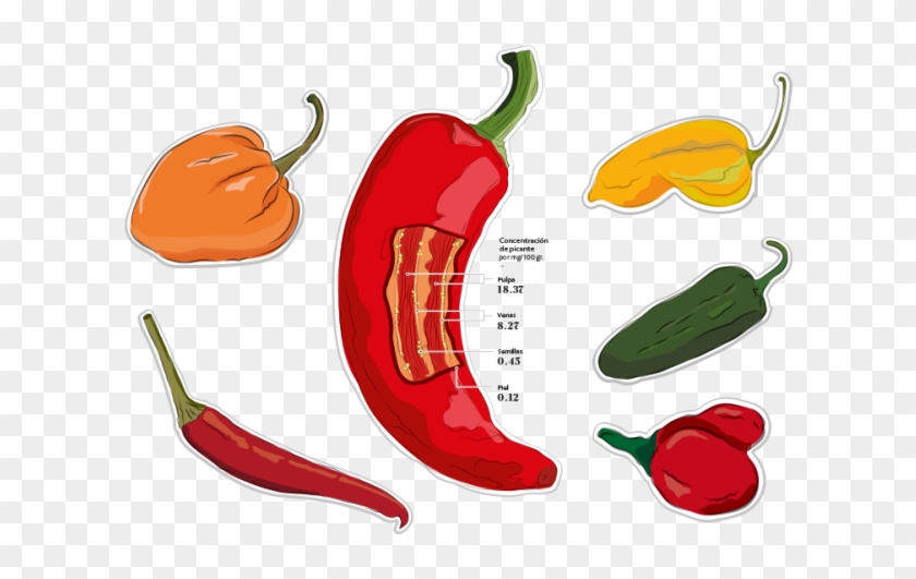 La Escala Scoville Es La Medida De Picor De Los Ajíes - Bird's Eye Chili Clipart