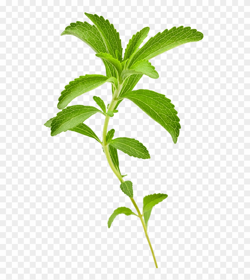 Sustainable Farming Introducing Dual Harvests - Spearmint Clipart #3314551