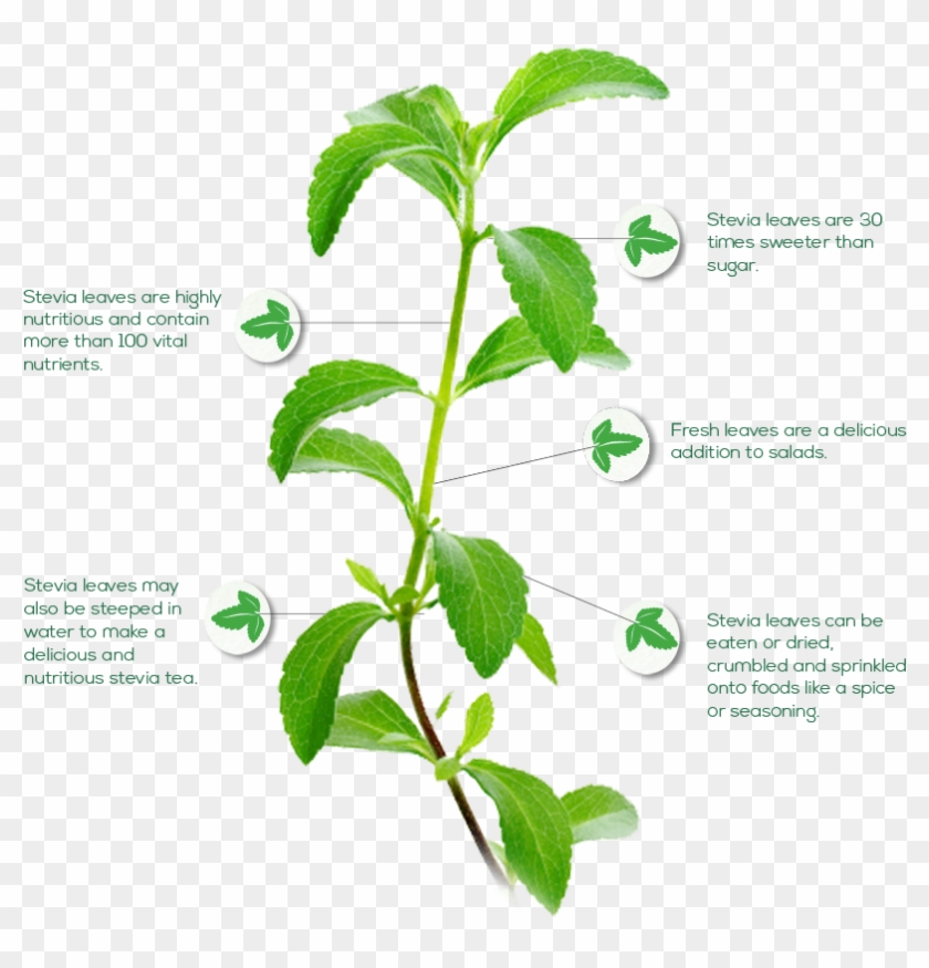Is Stevia Healthy And A Good Alternative Sweetener - Stevia Rebaudiana Bertoni Clipart #3314799