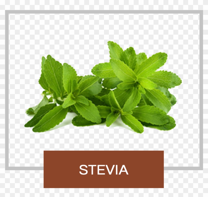Zevia Leaf Clipart #3315227