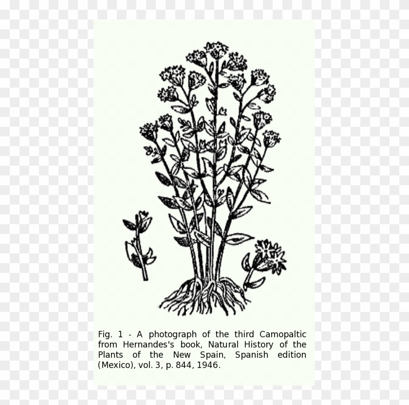 A Photograph Of The Third Camopaltic From Hernandes's - Jacobaea Vulgaris Clipart #3315277