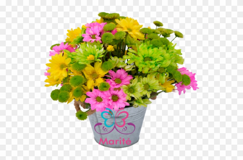 Envio De Flores A Domicilio - African Daisy Clipart #3315758