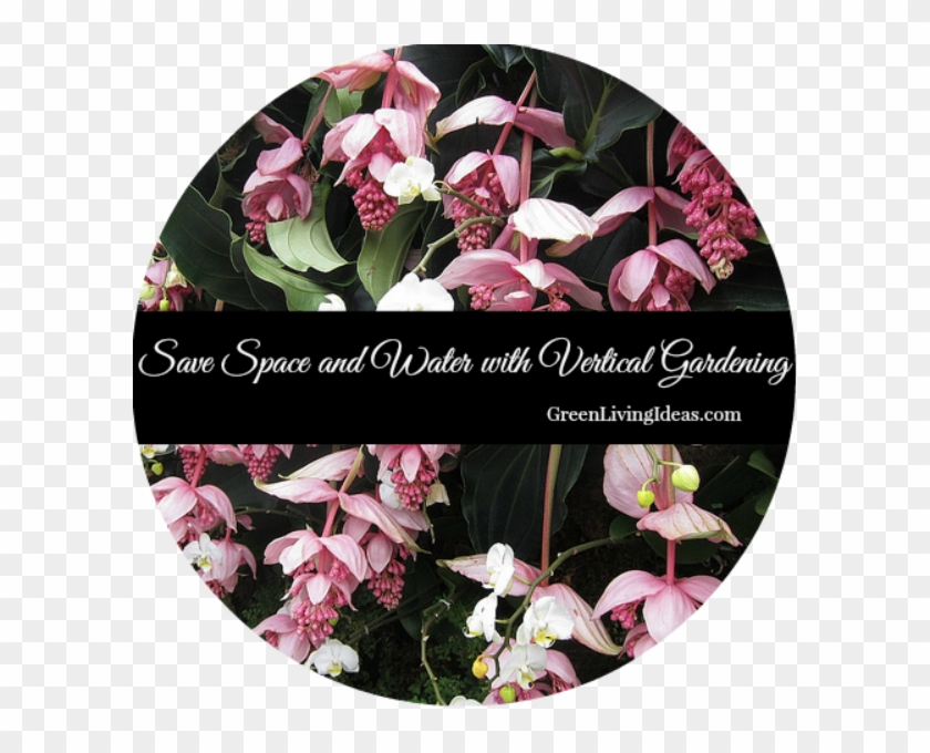 Moth Orchid Clipart #3316202