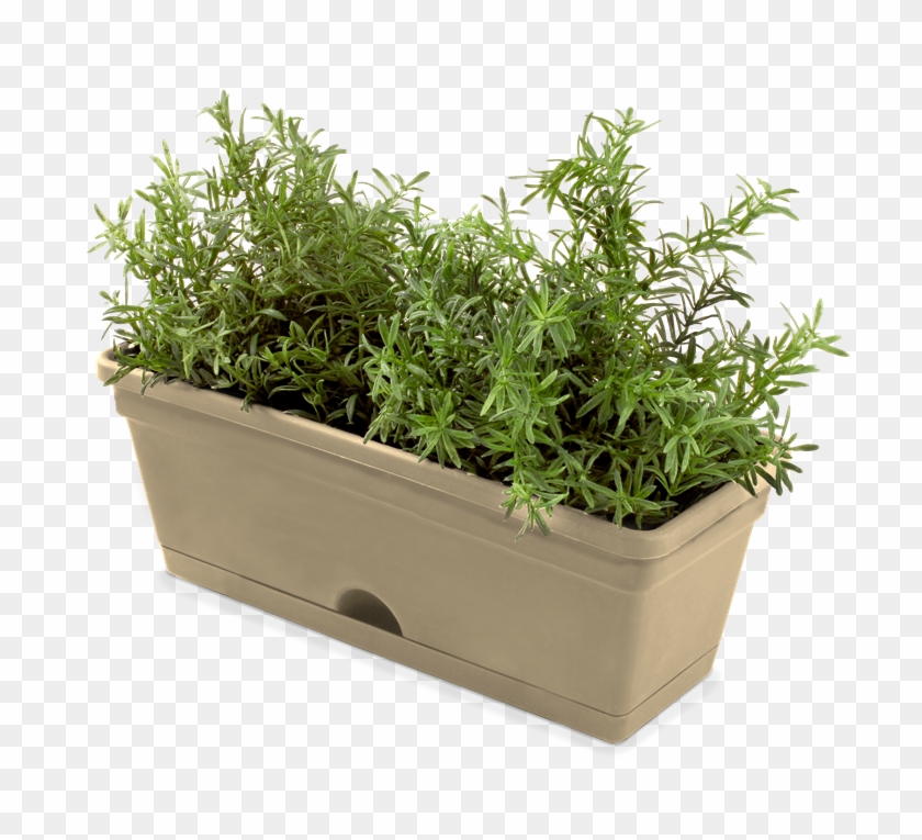 Herbs Pot Clipart