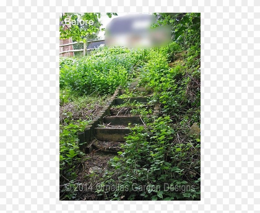 Vertical Garden Sevenoaks - Thuya Clipart