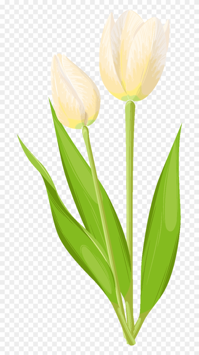 Flores Pintadas A Mano Capullos De Elementos Diseño - Sprenger's Tulip Clipart #3316982