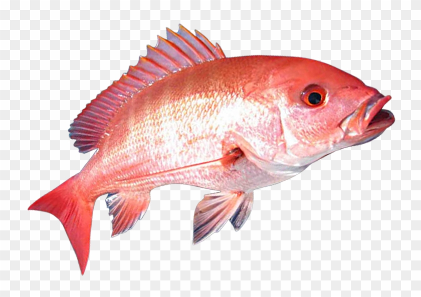 2 Gulf States - Red Snapper Fish Png Clipart