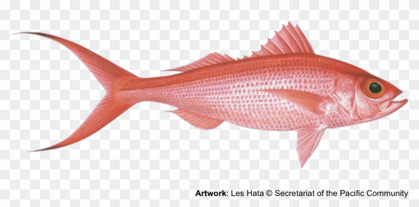 Red Snapper Png Clipart #3317640
