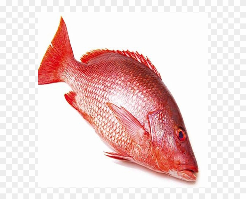 Red Snapper 1kg - Red Snapper Clipart #3318023