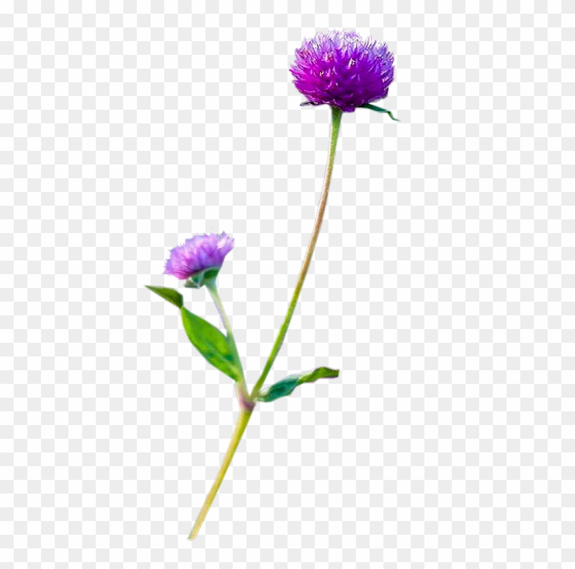 Flowers - Purple Clover - China Aster Clipart
