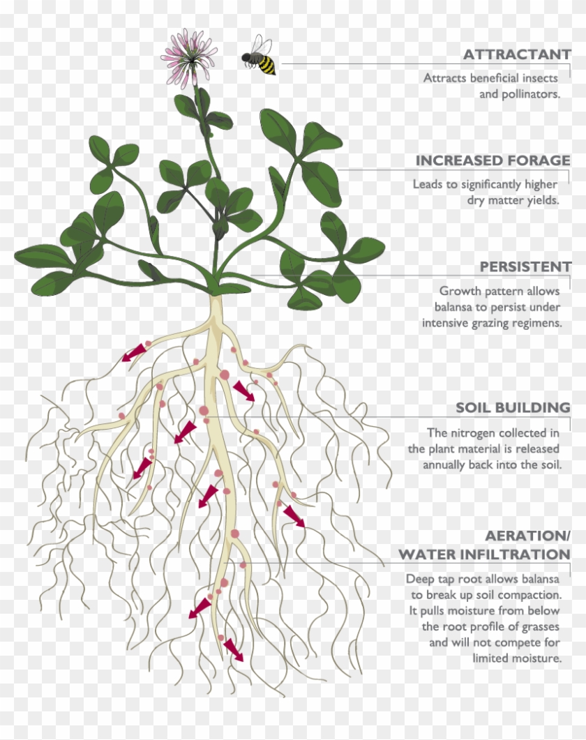 You May Have Heard About The Explosive Growth Of Fixation - Plant Roots Soil Infiltration Clipart