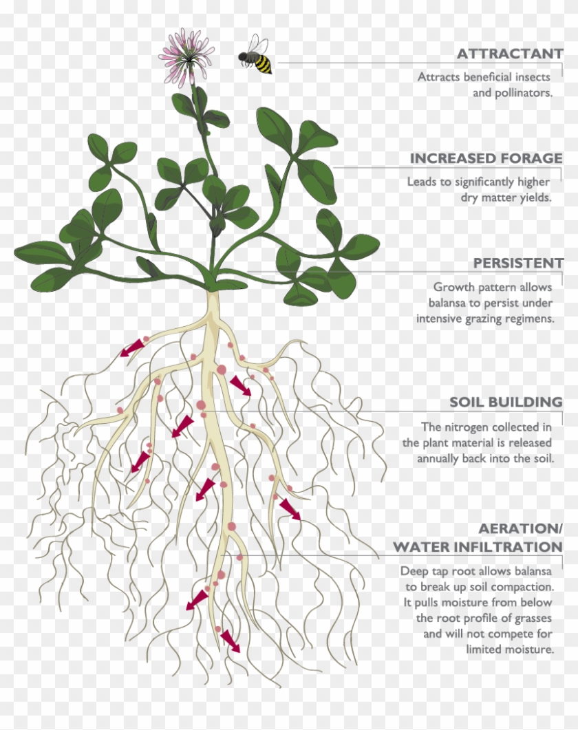 You May Have Heard About The Explosive Growth Of Fixation - Plant Roots Soil Infiltration Clipart #3319683