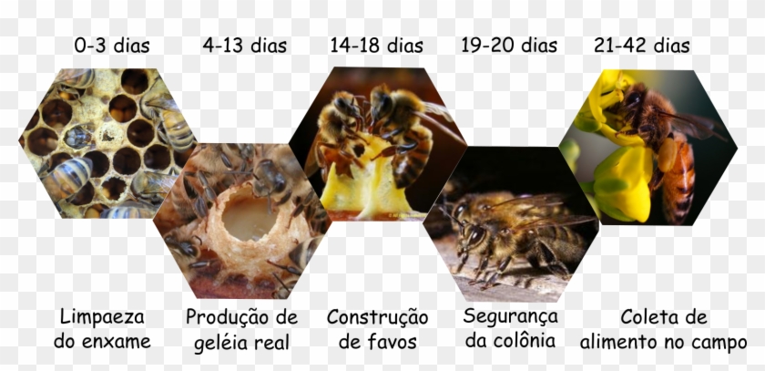Feita Por Abelhas Chamadas De Operárias, As Funções - Hornet Clipart #3320548
