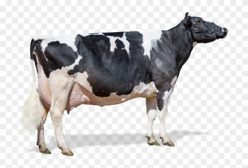 Vaca Png Clipart #3320832