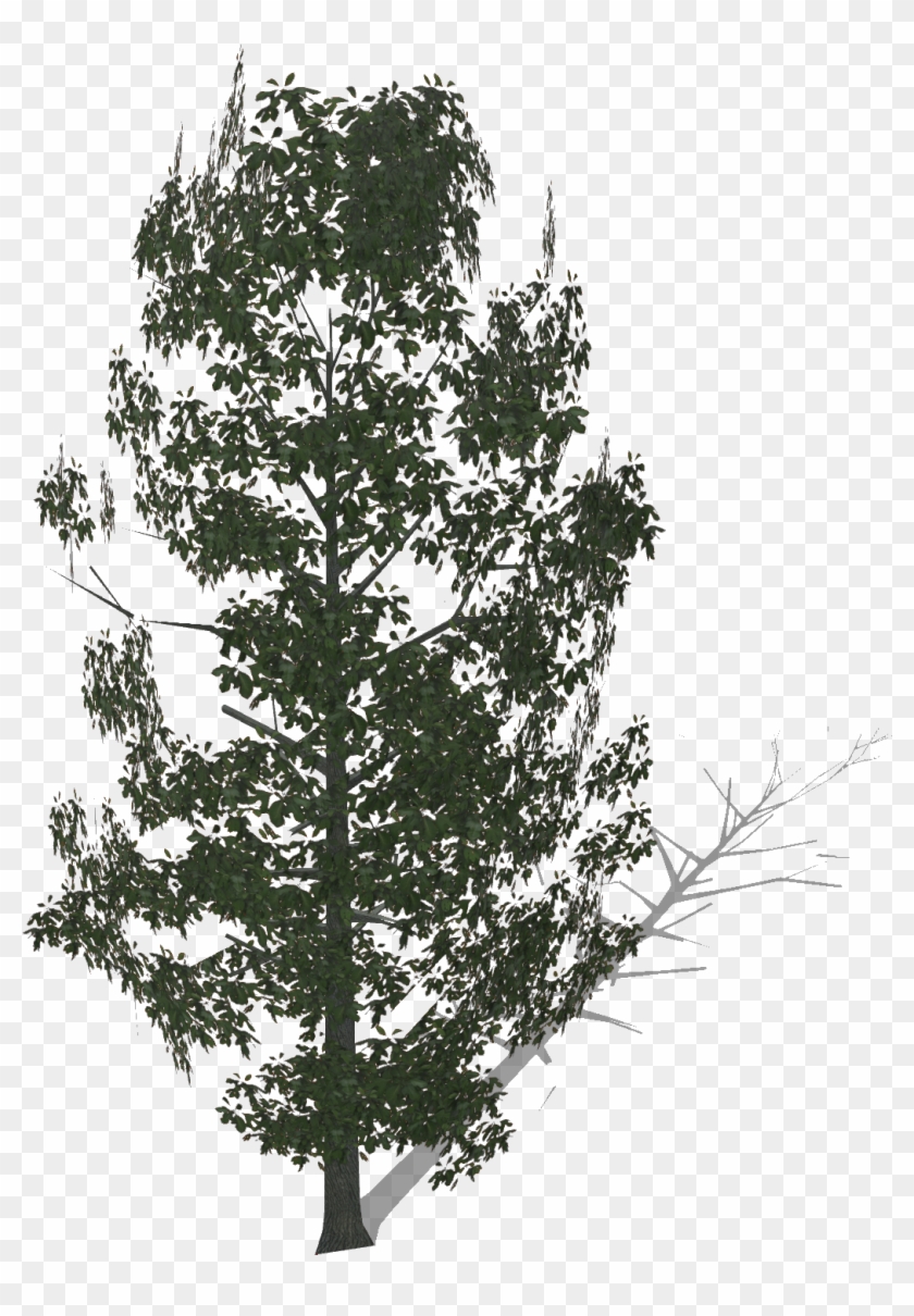 Bigsassafras - Pond Pine Clipart
