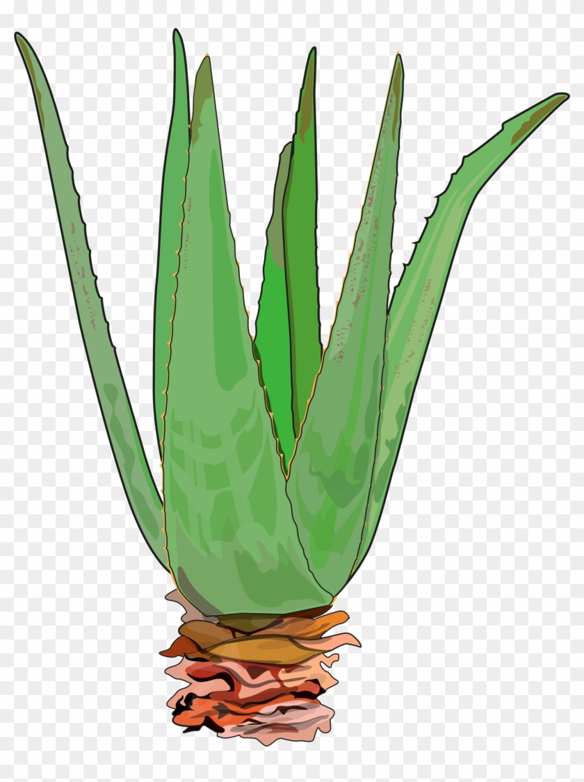 Aloe - Illustration Clipart