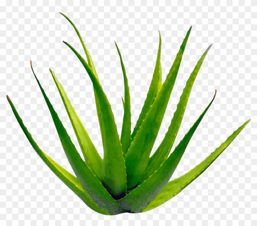 Planta Aloe Vera - Bibit Tanaman Lidah Buaya Clipart #3322809