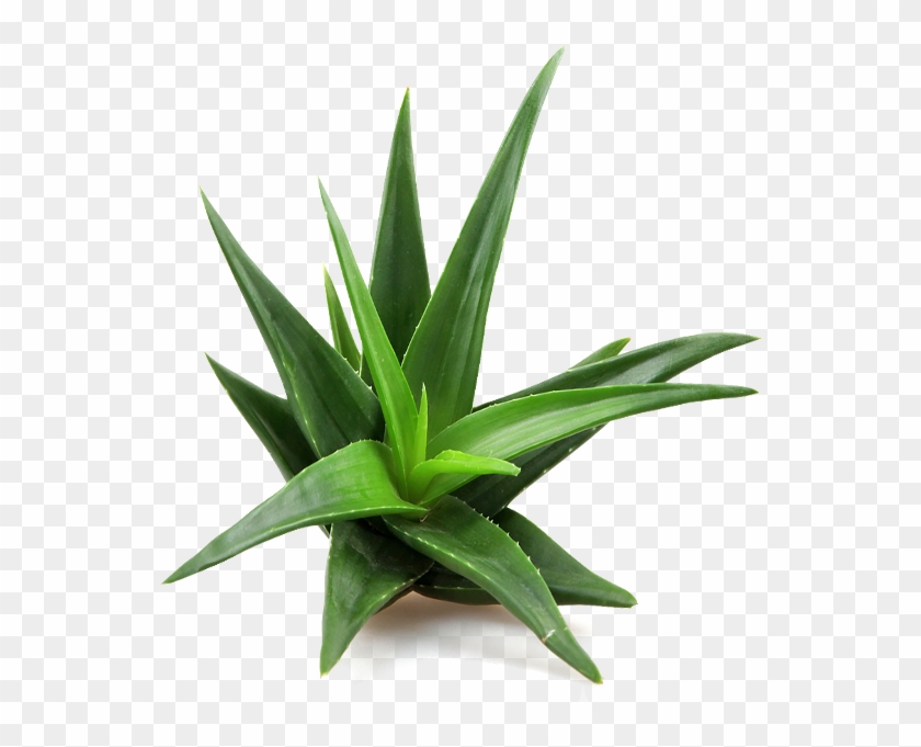 عرق آلوئه ورا - Aloe Vera Plant Top View Clipart