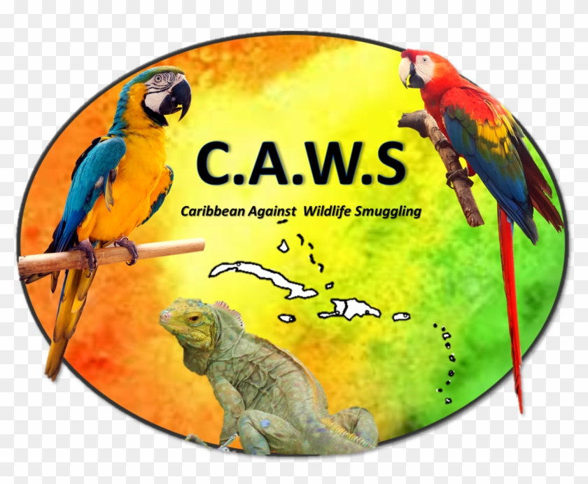 Caws-logo - Macaw Clipart
