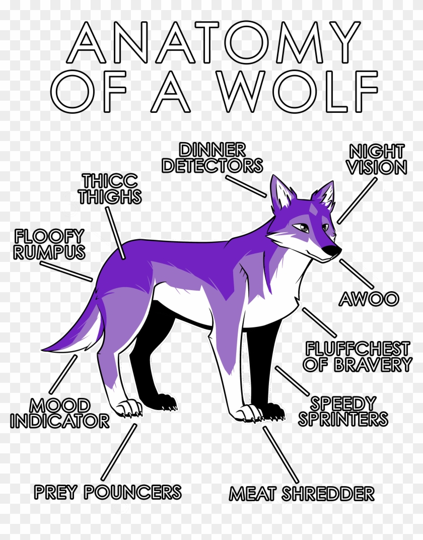 Anatomy Of A Wolf - Anatomy Of A Furry Clipart