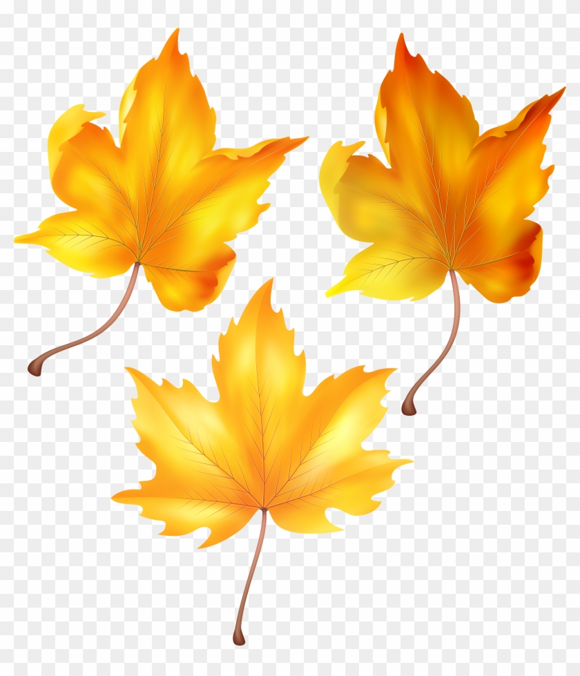 Beautiful Autumn Leaves Png Clip Art Transparent Png