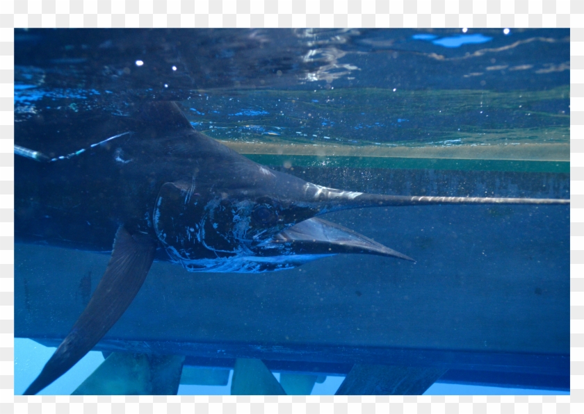 Nelson Ehrhardt, Ph Clipart #3326379