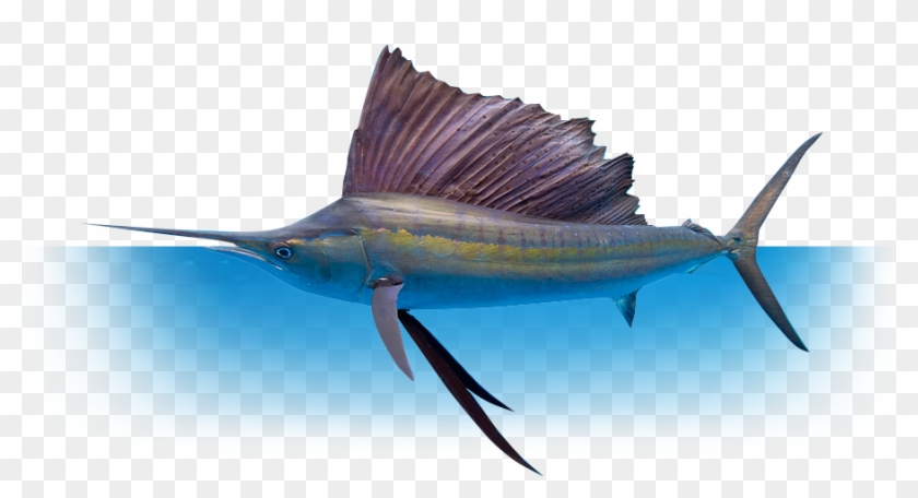 Whether You're Fishing With Family And Friends, Or - Atlantic Blue Marlin Clipart #3326608