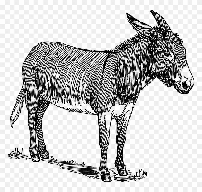Donkey Head Standing Animal Tail Ears Mammal - Donkey Black And White Clipart #3326820