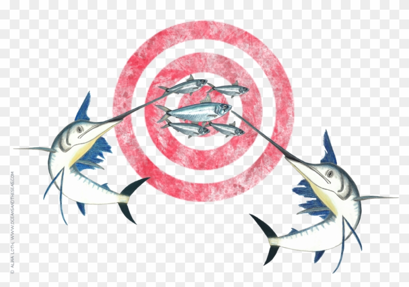 Are You Left Handed Or Right Handed Mr - Atlantic Blue Marlin Clipart #3326822