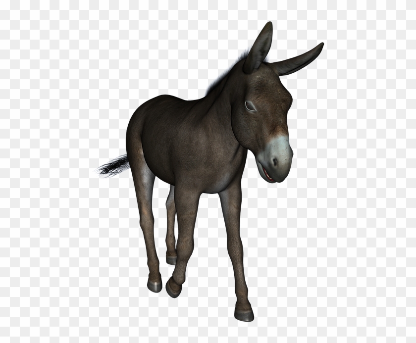 Donkey, Animal, Cute, Portrait, Mammal, Stubborn, Ass - Youre An Ass Clipart #3327353