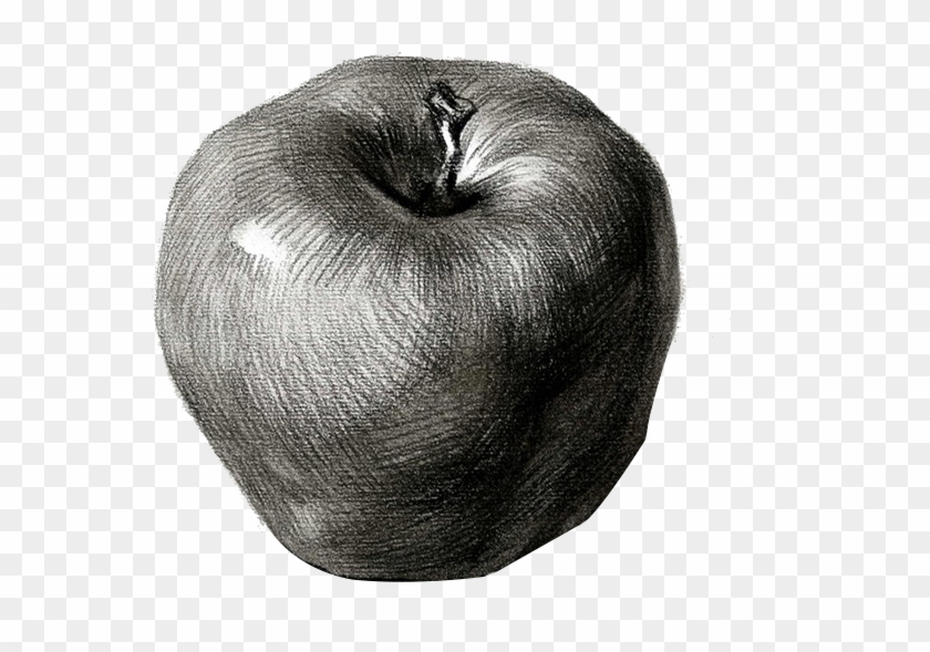 Drawing Apple Real Life - 靜物 素描 蘋果 Clipart #3329705