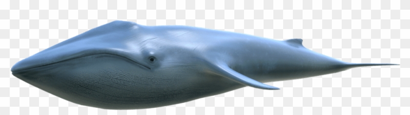 3d Modeling Inner Page - Blue Whale Clipart