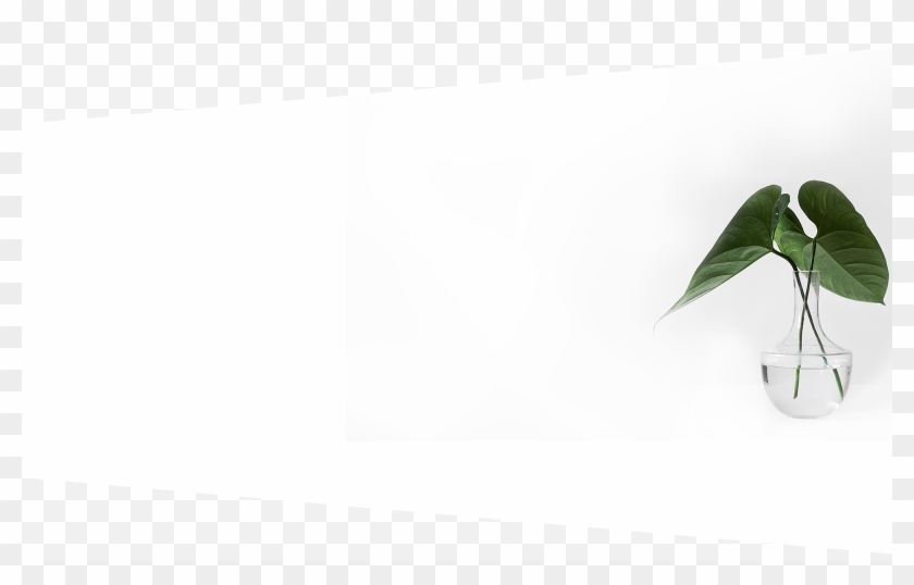 Fourth Section Bg - Maidenhair Tree Clipart